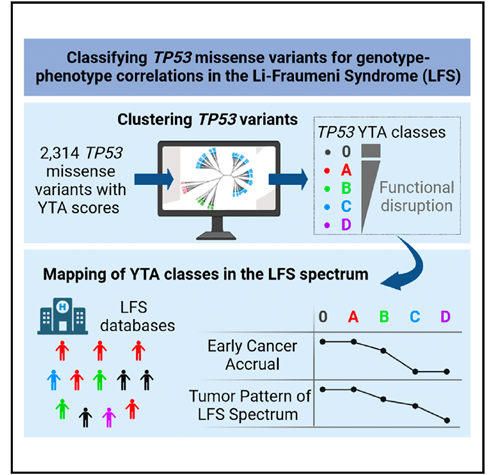 Clustering of TP53 variants into functional classes correlates with ...